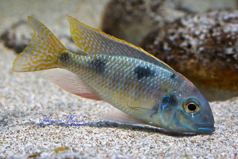 Tramitichromis Intermedius 'Kambiri Point'
